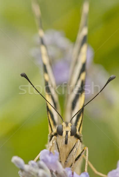 Mariposa campo flores jardín primavera Foto stock © luiscar