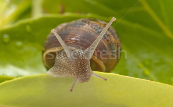 snail on the sheet Stock photo © luiscar