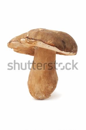 Sazonal cogumelos branco floresta natureza beleza Foto stock © luiscar