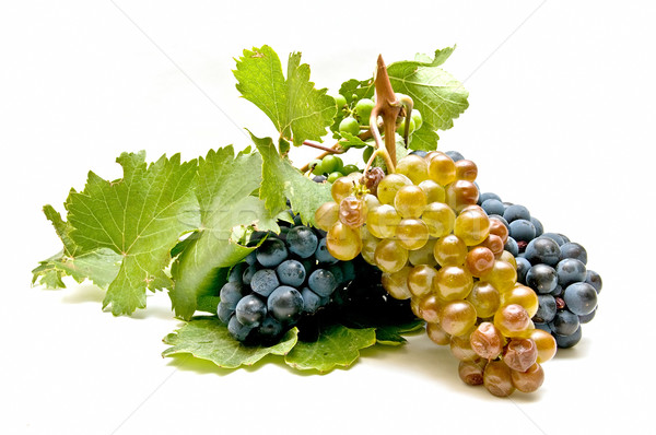Wijn druiven vers witte voedsel achtergrond Stockfoto © luiscar