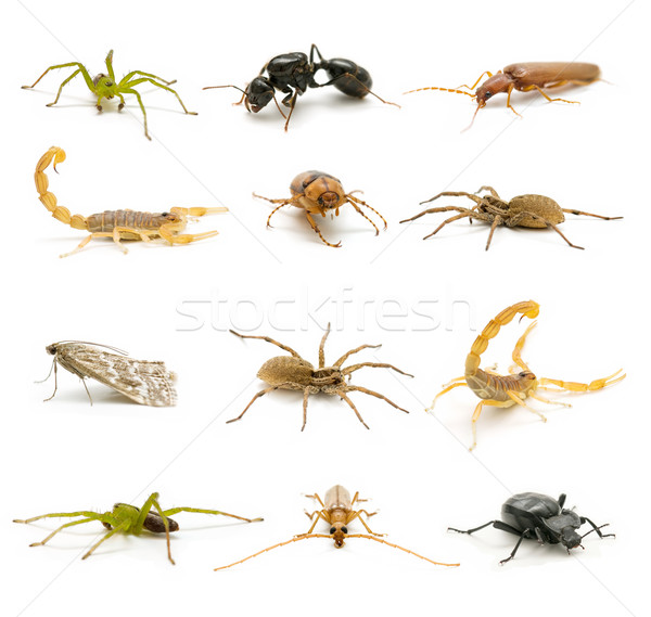 Variëteit insecten geïsoleerd witte achtergrond groene Stockfoto © luiscar