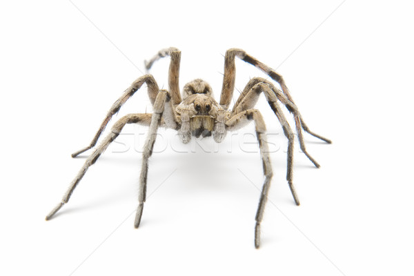 tarantula wolf Stock photo © luiscar