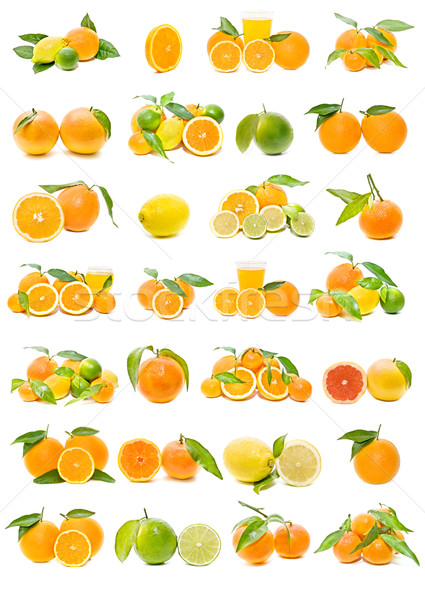 新鮮な 柑橘類 コレクション 孤立した 白 ツリー ストックフォト © luiscar
