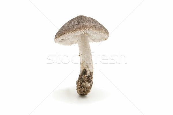 seasonal mushrooms Stock photo © luiscar