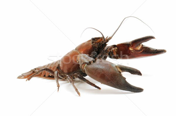 Río cangrejo aislado blanco alimentos naturaleza Foto stock © luiscar