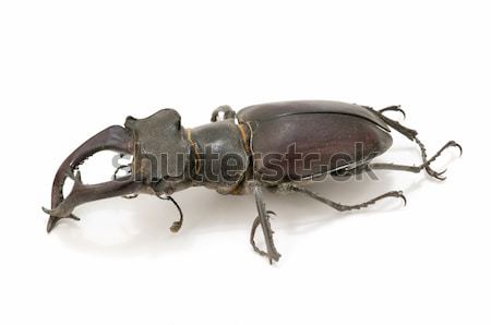 Stock photo: stag beetle 