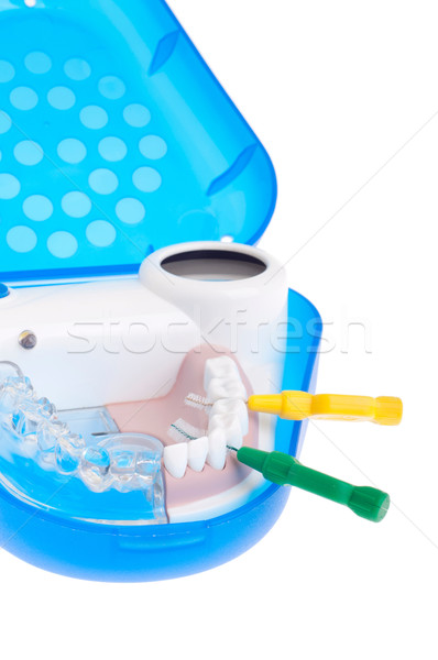 Stock photo: Dental model