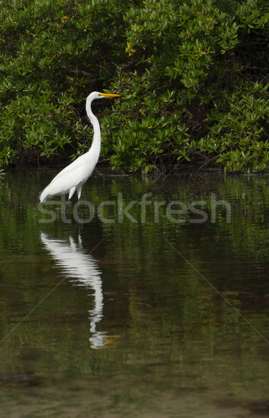 Great Egret Stock photo © luissantos84