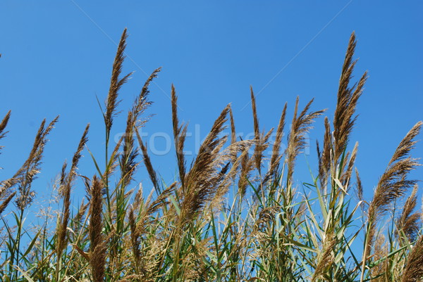 Reed grass on a lake Stock photo © luissantos84