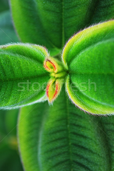 Magnifico impianto macro poco profondo giardino Foto d'archivio © luissantos84