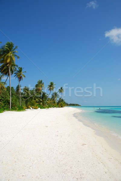 [[stock_photo]]: Plage · paradis · palmiers · belle · scène · eau