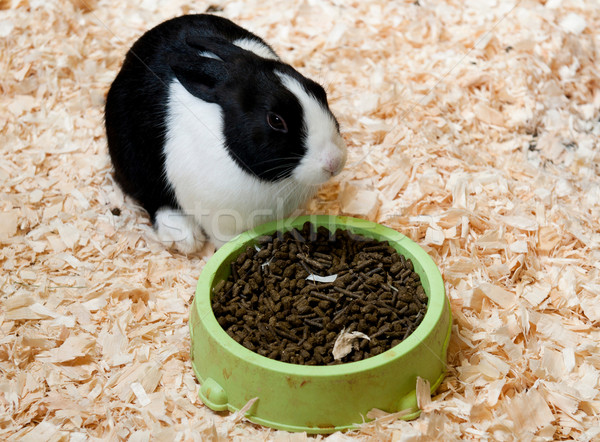 Dutch rabbit Stock photo © luissantos84