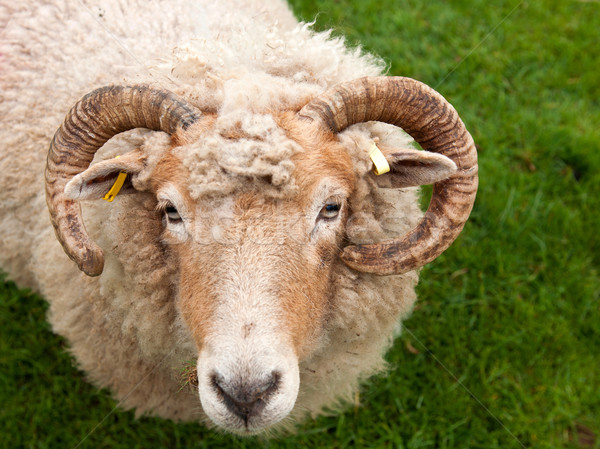 Sheep with horns Stock photo © luissantos84