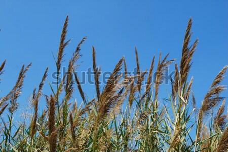 Reed grass on a lake Stock photo © luissantos84