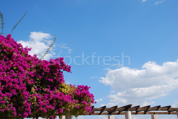 Mor çiçekler güzel görmek mavi gökyüzü gökyüzü Stok fotoğraf © luissantos84