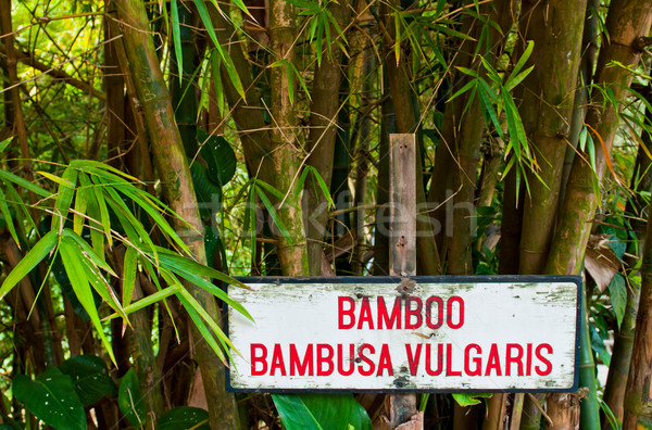 Bambusa drzew wibrujący podpisania lasu święty Zdjęcia stock © luissantos84