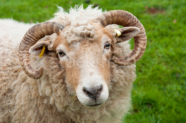 Sheep with horns Stock photo © luissantos84