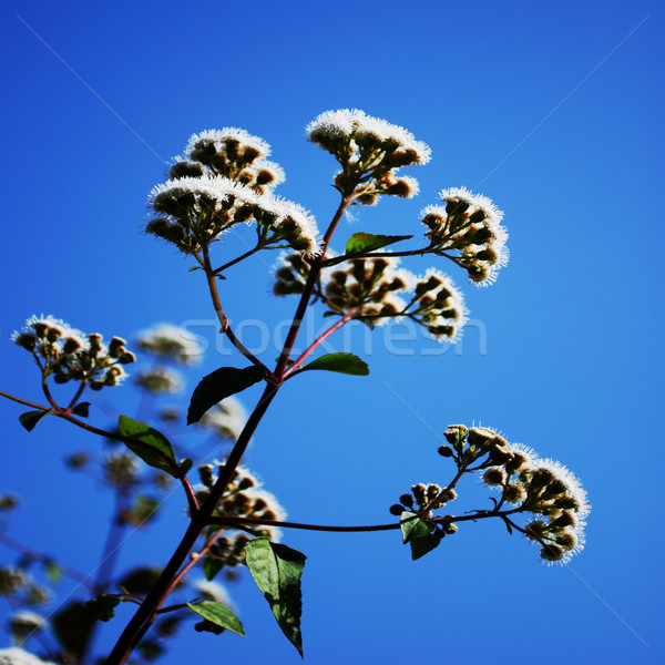 Stock photo: Ageratina Adenophora