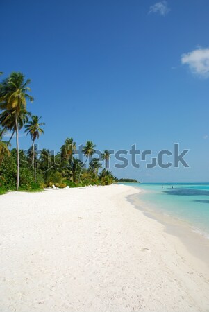 Beach paradise with palm trees Stock photo © luissantos84