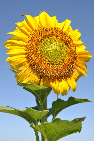 Sunflower Stock photo © luissantos84