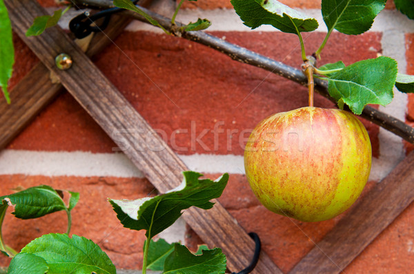 Biological apple Stock photo © luissantos84