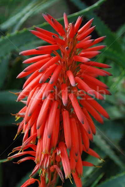 Red Aloe Ciliaris Flower Stock photo © luissantos84