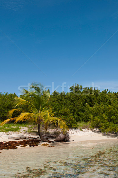 Deserted beach Stock photo © luissantos84