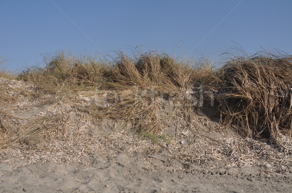 Dune de sable herbe grec plage ciel bleu paysage [[stock_photo]] © luissantos84