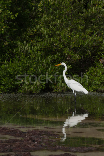 Great Egret Stock photo © luissantos84