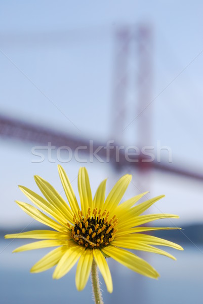 Stock photo: Yellow daisy and Lisbon bridge April 25th