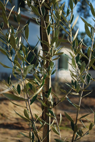 Olivo ramo piccolo farm frutta foglie Foto d'archivio © luissantos84