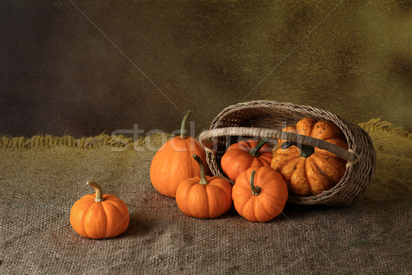 pumpkin Stock photo © lukchai