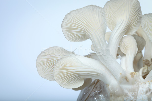 Mushroom Stock photo © lukchai