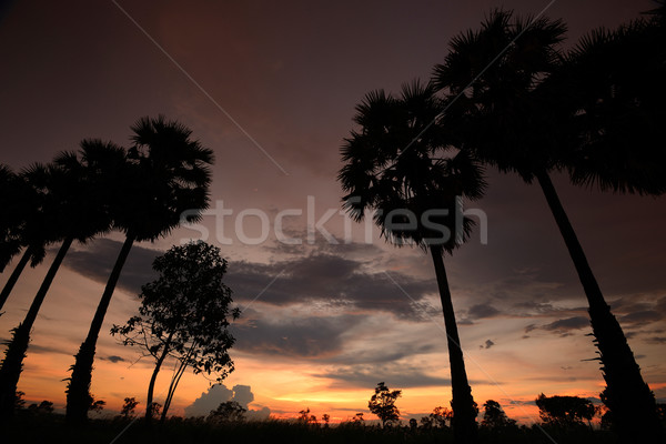  silhouette sunset Stock photo © lukchai