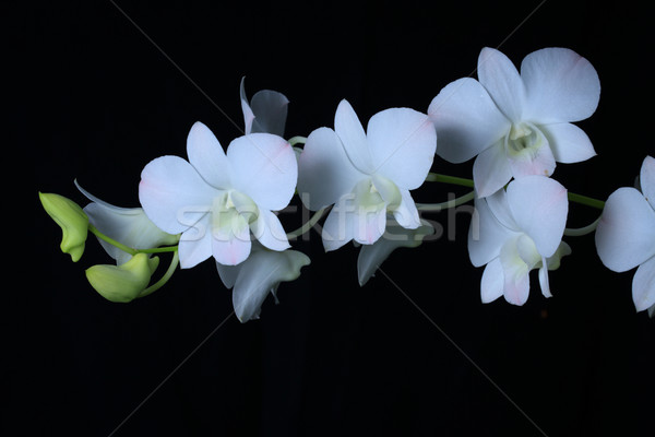 Orchid Stock photo © lukchai