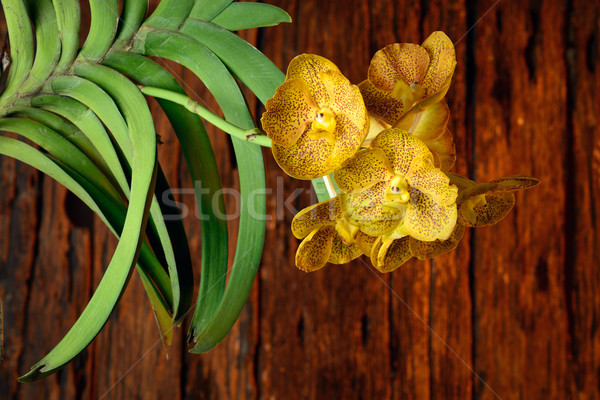 orchid Stock photo © lukchai