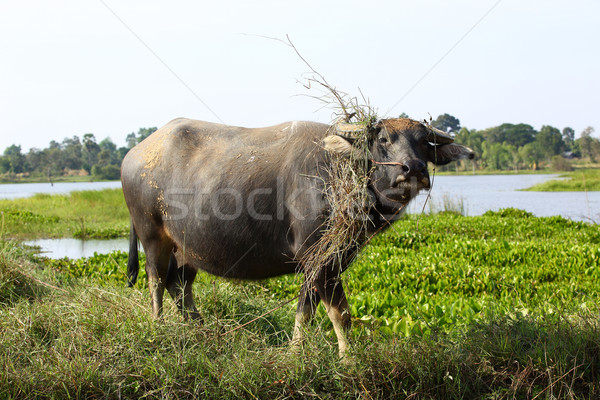 buffalo Stock photo © lukchai