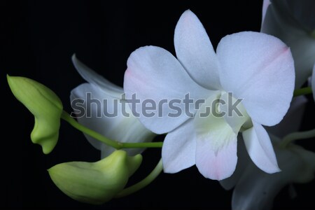 Orchid Stock photo © lukchai