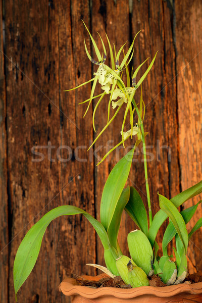 Orquídeas hermosa orquídeas Tailandia flor jardín Foto stock © lukchai