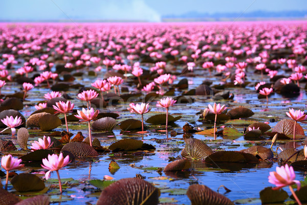 Lotus Stock photo © lukchai