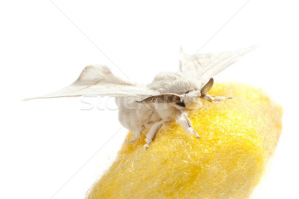 butterfly of silkworm over yellow cocoon on white Stock photo © lunamarina