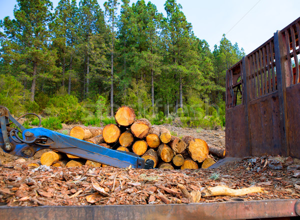 Stockfoto: Pijnboom · hout · industrie · tenerife · voorjaar · hout