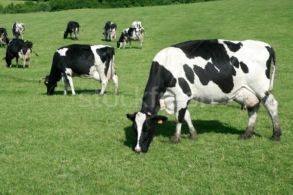 Black and white cow eating green meadow Stock photo © lunamarina