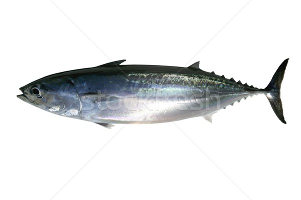 Auxis thazard saltwater frigate tuna fish Stock photo © lunamarina