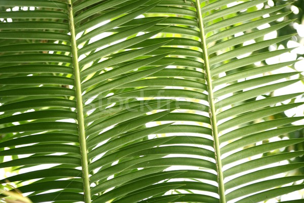 Verde palmeira folhas textura padrão abstrato Foto stock © lunamarina