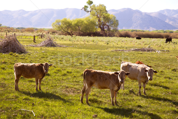 Cows cattle grazing in California meadows Stock photo © lunamarina