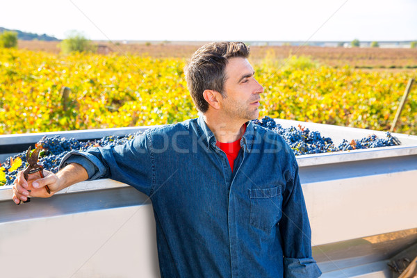 Средиземное море виноградник фермер урожай винограда Сток-фото © lunamarina