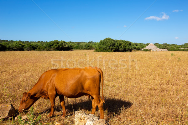 Menorca brown cow grazing in golden field near Ciutadella Stock photo © lunamarina