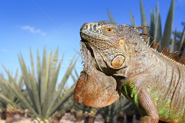 Iguana Mexico in agave tequilana field blue sky Stock photo © lunamarina