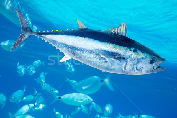 Bluefin tuna Thunnus thynnus saltwater fish Stock photo © lunamarina